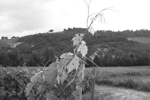 Azienda Agricola Bottaccio