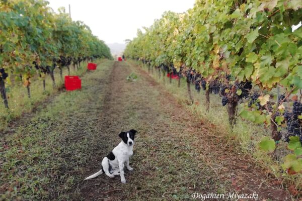 Azienda Agricola Doganieri Miyazaki