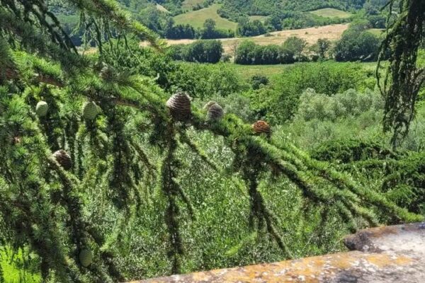 Fattoria Madonna delle Macchie