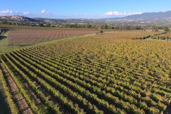 Azienda Agricola Edoardo Trappolini